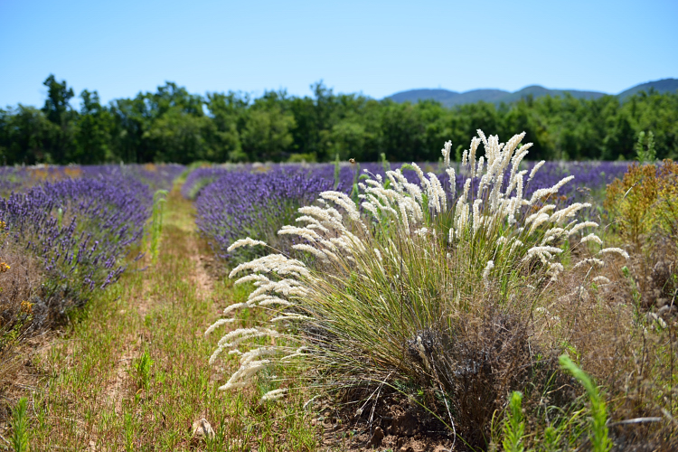 Lavande de Provence